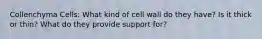 Collenchyma Cells: What kind of cell wall do they have? Is it thick or thin? What do they provide support for?