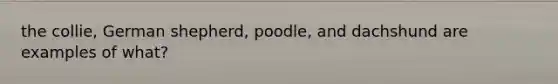 the collie, German shepherd, poodle, and dachshund are examples of what?