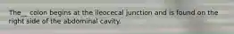 The__ colon begins at the ileocecal junction and is found on the right side of the abdominal cavity.