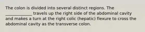 The colon is divided into several distinct regions. The _____________ travels up the right side of the abdominal cavity and makes a turn at the right colic (hepatic) flexure to cross the abdominal cavity as the transverse colon.