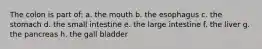 The colon is part of: a. the mouth b. the esophagus c. the stomach d. the small intestine e. the large intestine f. the liver g. the pancreas h. the gall bladder