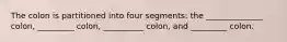 The colon is partitioned into four segments: the ______________ colon, _________ colon, __________ colon, and _________ colon.