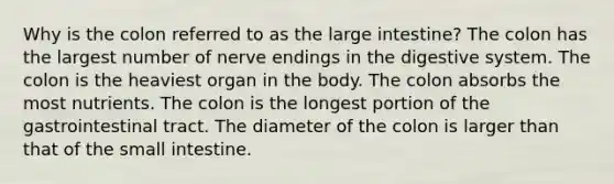 Why is the colon referred to as the large intestine? The colon has the largest number of nerve endings in the digestive system. The colon is the heaviest organ in the body. The colon absorbs the most nutrients. The colon is the longest portion of the gastrointestinal tract. The diameter of the colon is larger than that of the small intestine.