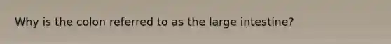 Why is the colon referred to as the large intestine?