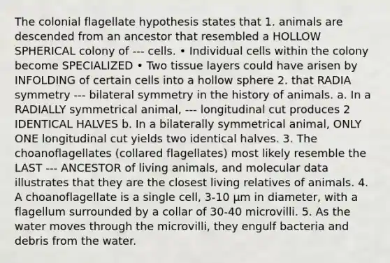 The colonial flagellate hypothesis states that 1. animals are descended from an ancestor that resembled a HOLLOW SPHERICAL colony of --- cells. • Individual cells within the colony become SPECIALIZED • Two tissue layers could have arisen by INFOLDING of certain cells into a hollow sphere 2. that RADIA symmetry --- bilateral symmetry in the history of animals. a. In a RADIALLY symmetrical animal, --- longitudinal cut produces 2 IDENTICAL HALVES b. In a bilaterally symmetrical animal, ONLY ONE longitudinal cut yields two identical halves. 3. The choanoflagellates (collared flagellates) most likely resemble the LAST --- ANCESTOR of living animals, and molecular data illustrates that they are the closest living relatives of animals. 4. A choanoflagellate is a single cell, 3-10 μm in diameter, with a flagellum surrounded by a collar of 30-40 microvilli. 5. As the water moves through the microvilli, they engulf bacteria and debris from the water.