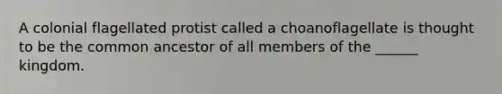 A colonial flagellated protist called a choanoflagellate is thought to be the common ancestor of all members of the ______ kingdom.