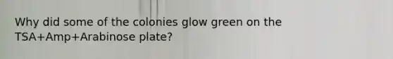 Why did some of the colonies glow green on the TSA+Amp+Arabinose plate?