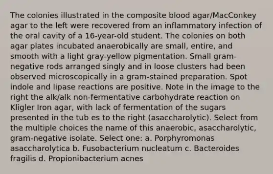 The colonies illustrated in the composite blood agar/MacConkey agar to the left were recovered from an inflammatory infection of the oral cavity of a 16-year-old student. The colonies on both agar plates incubated anaerobically are small, entire, and smooth with a light gray-yellow pigmentation. Small gram-negative rods arranged singly and in loose clusters had been observed microscopically in a gram-stained preparation. Spot indole and lipase reactions are positive. Note in the image to the right the alk/alk non-fermentative carbohydrate reaction on Kligler Iron agar, with lack of fermentation of the sugars presented in the tub es to the right (asaccharolytic). Select from the multiple choices the name of this anaerobic, asaccharolytic, gram-negative isolate. Select one: a. Porphyromonas asaccharolytica b. Fusobacterium nucleatum c. Bacteroides fragilis d. Propionibacterium acnes