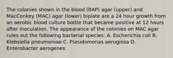 The colonies shown in the blood (BAP) agar (upper) and MacConkey (MAC) agar (lower) biplate are a 24 hour growth from an aerobic blood culture bottle that became positive at 12 hours after inoculation. The appearance of the colonies on MAC agar rules out the following bacterial species: A. Escherichia coli B. Klebsiella pneumoniae C. Pseudomonas aerugiosa D. Enterobacter aerogenes