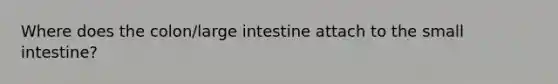 Where does the colon/<a href='https://www.questionai.com/knowledge/kGQjby07OK-large-intestine' class='anchor-knowledge'>large intestine</a> attach to <a href='https://www.questionai.com/knowledge/kt623fh5xn-the-small-intestine' class='anchor-knowledge'>the small intestine</a>?