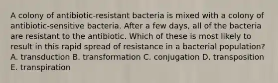 A colony of antibiotic-resistant bacteria is mixed with a colony of antibiotic-sensitive bacteria. After a few days, all of the bacteria are resistant to the antibiotic. Which of these is most likely to result in this rapid spread of resistance in a bacterial population? A. transduction B. transformation C. conjugation D. transposition E. transpiration