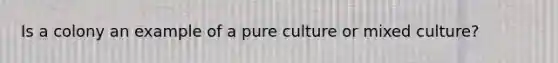 Is a colony an example of a pure culture or mixed culture?