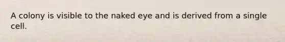 A colony is visible to the naked eye and is derived from a single cell.