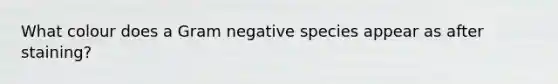 What colour does a Gram negative species appear as after staining?
