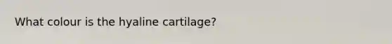 What colour is the hyaline cartilage?