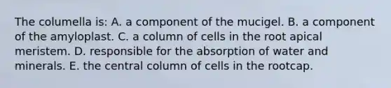 The columella is: A. a component of the mucigel. B. a component of the amyloplast. C. a column of cells in the root apical meristem. D. responsible for the absorption of water and minerals. E. the central column of cells in the rootcap.