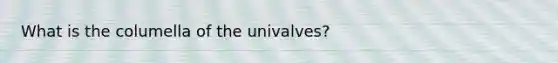 What is the columella of the univalves?