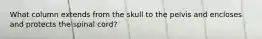 What column extends from the skull to the pelvis and encloses and protects the spinal cord?