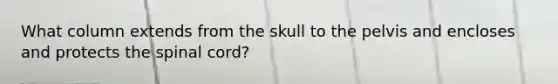 What column extends from the skull to the pelvis and encloses and protects the spinal cord?