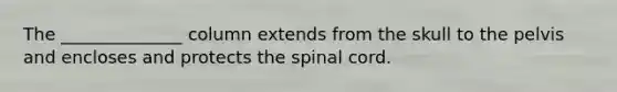 The ______________ column extends from the skull to the pelvis and encloses and protects the spinal cord.