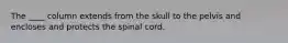 The ____ column extends from the skull to the pelvis and encloses and protects the spinal cord.