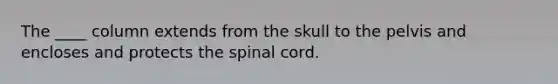 The ____ column extends from the skull to the pelvis and encloses and protects the spinal cord.