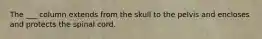 The ___ column extends from the skull to the pelvis and encloses and protects the spinal cord.
