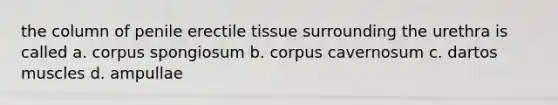 the column of penile erectile tissue surrounding the urethra is called a. corpus spongiosum b. corpus cavernosum c. dartos muscles d. ampullae