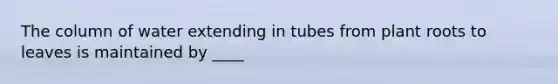 The column of water extending in tubes from plant roots to leaves is maintained by ____