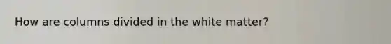 How are columns divided in the white matter?