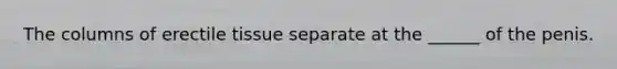 The columns of erectile tissue separate at the ______ of the penis.