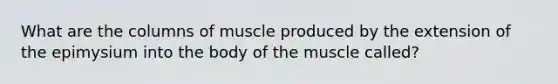 What are the columns of muscle produced by the extension of the epimysium into the body of the muscle called?