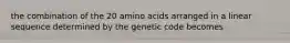 the combination of the 20 amino acids arranged in a linear sequence determined by the genetic code becomes