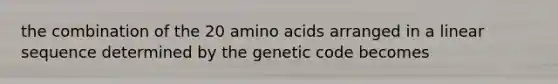 the combination of the 20 amino acids arranged in a linear sequence determined by the genetic code becomes