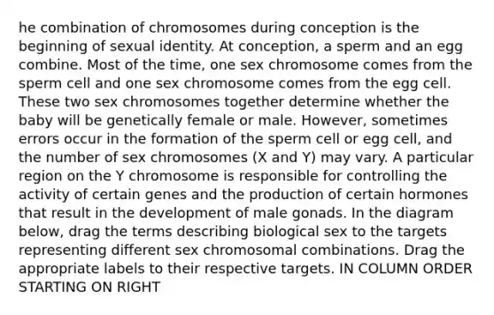 he combination of chromosomes during conception is the beginning of sexual identity. At conception, a sperm and an egg combine. Most of the time, one sex chromosome comes from the sperm cell and one sex chromosome comes from the egg cell. These two sex chromosomes together determine whether the baby will be genetically female or male. However, sometimes errors occur in the formation of the sperm cell or egg cell, and the number of sex chromosomes (X and Y) may vary. A particular region on the Y chromosome is responsible for controlling the activity of certain genes and the production of certain hormones that result in the development of male gonads. In the diagram below, drag the terms describing biological sex to the targets representing different sex chromosomal combinations. Drag the appropriate labels to their respective targets. IN COLUMN ORDER STARTING ON RIGHT