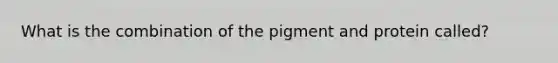 What is the combination of the pigment and protein called?