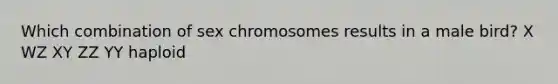 Which combination of sex chromosomes results in a male bird? X WZ XY ZZ YY haploid