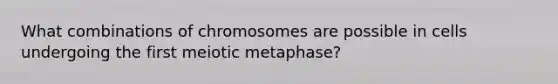 What combinations of chromosomes are possible in cells undergoing the first meiotic metaphase?