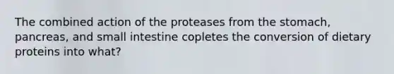 The combined action of the proteases from the stomach, pancreas, and small intestine copletes the conversion of dietary proteins into what?