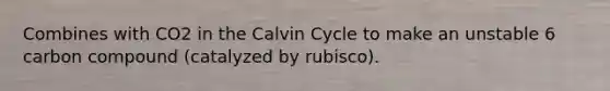 Combines with CO2 in the Calvin Cycle to make an unstable 6 carbon compound (catalyzed by rubisco).