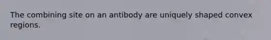 The combining site on an antibody are uniquely shaped convex regions.