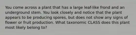 You come across a plant that has a large leaf-like frond and an underground stem. You look closely and notice that the plant appears to be producing spores, but does not show any signs of flower or fruit production. What taxonomic CLASS does this plant most likely belong to?