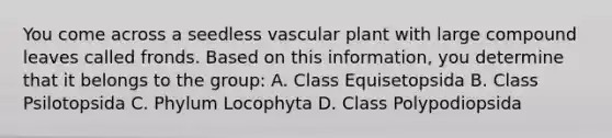 You come across a seedless vascular plant with large compound leaves called fronds. Based on this information, you determine that it belongs to the group: A. Class Equisetopsida B. Class Psilotopsida C. Phylum Locophyta D. Class Polypodiopsida