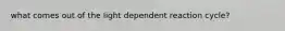 what comes out of the light dependent reaction cycle?