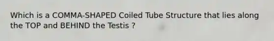 Which is a COMMA-SHAPED Coiled Tube Structure that lies along the TOP and BEHIND the Testis ?