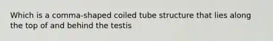 Which is a comma-shaped coiled tube structure that lies along the top of and behind the testis