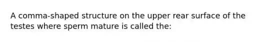 A comma-shaped structure on the upper rear surface of the testes where sperm mature is called the: