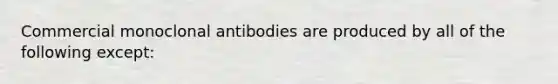 Commercial monoclonal antibodies are produced by all of the following except: