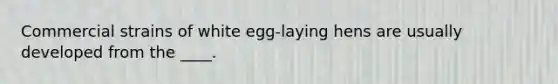 Commercial strains of white egg-laying hens are usually developed from the ____.