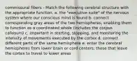 commissural fibers - Match the following cerebral structure with the appropriate function. a. the "executive suite" of the nervous system where our conscious mind is found b. connect corresponding gray areas of the two hemispheres, enabling them to function as a coordinated whole (includes the corpus callosum) c. important in starting, stopping, and monitoring the intensity of movements executed by the cortex d. connect different parts of the same hemisphere e. enter the cerebral hemispheres from lower brain or cord centers; those that leave the cortex to travel to lower areas